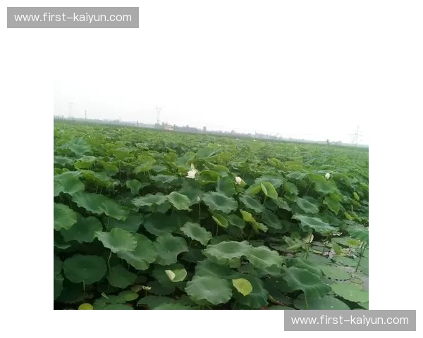 塞纳的低语,军团的呐喊:当历史洪流遇上现代激情